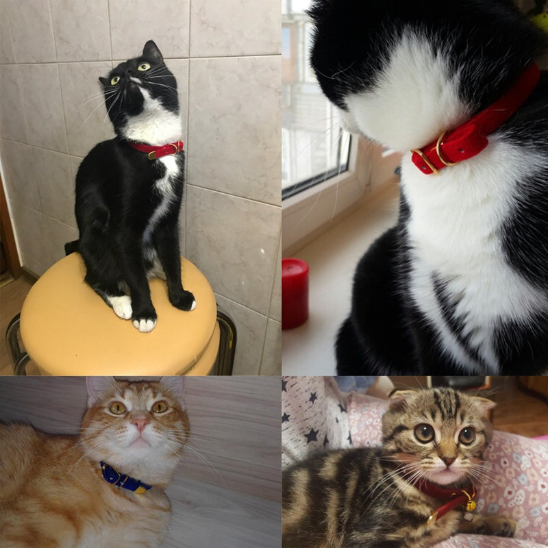 Velvet Cat Collar with Gold Buckle – Adjustable Soft Pet Collar
